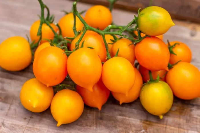 pendulina-oranzhevaya-4-150377