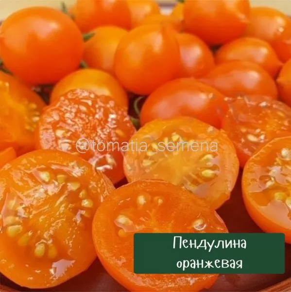 pendulina-oranzhevaya-5-150377
