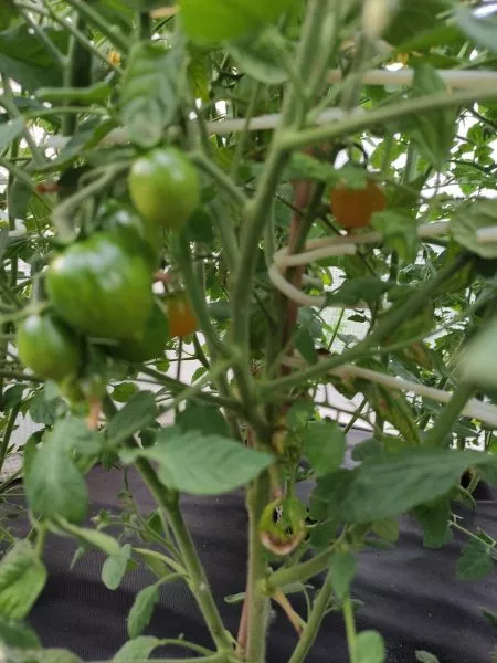 pendulina-oranzhevaya-8-150377