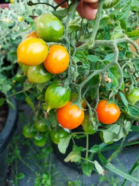 pendulina-oranzhevaya-main-150377