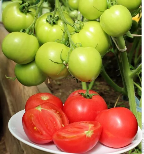 persianovskiy-1-139087-1