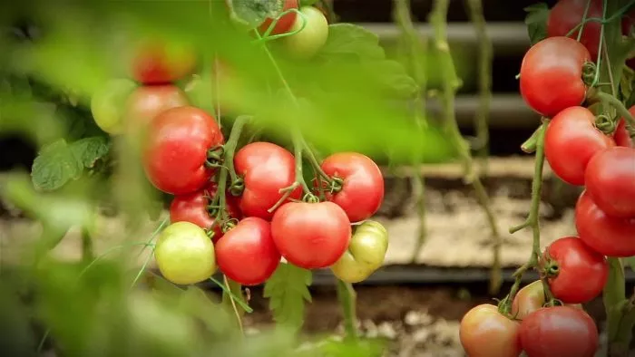 persianovskiy-2-139087-1