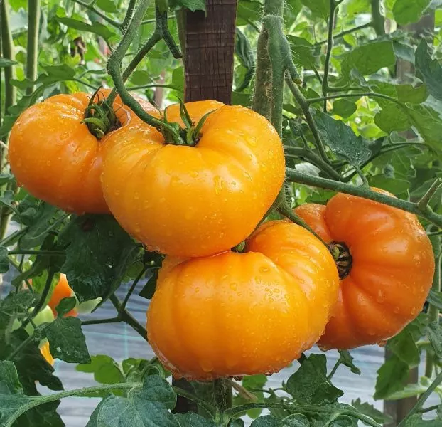 persiki-i-krem-3-139403