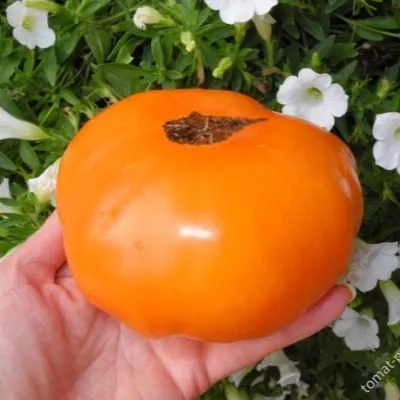 persiki-i-krem-7-139403