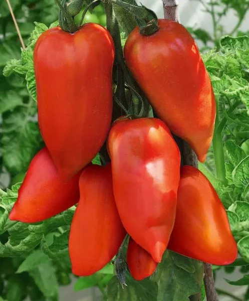 pertsevidnye-rybki-main-158808