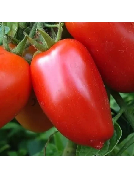 pertsevidnyy-krasnyy-2-155742