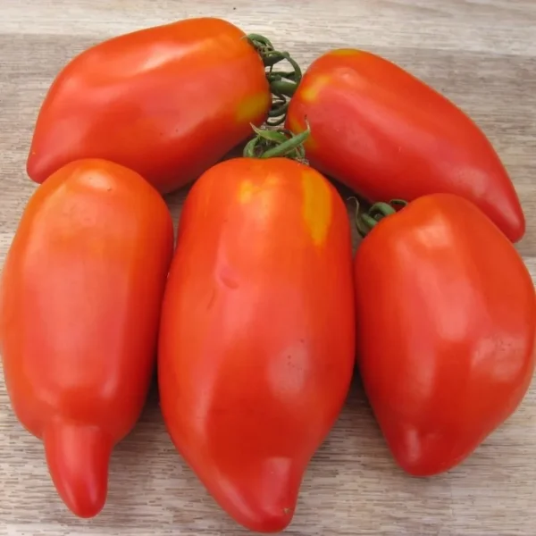 pertsevidnyy-krasnyy-3-155742