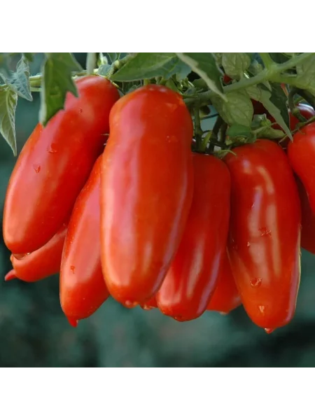 pertsevidnyy-krasnyy-6-155742