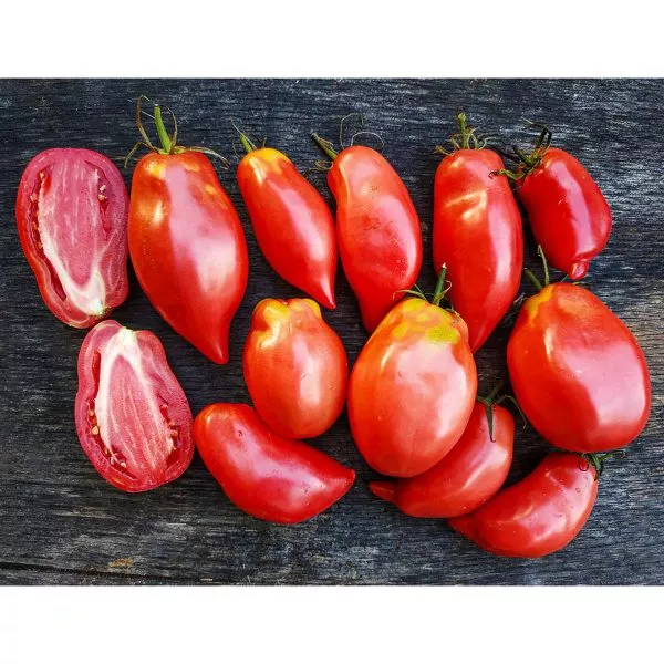 pertsevidnyy-rozovyy-2-159111