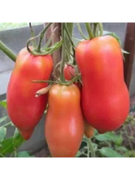 pertsevidnyy-rozovyy-5-159111