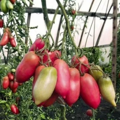 pertsevidnyy-rozovyy-6-159111