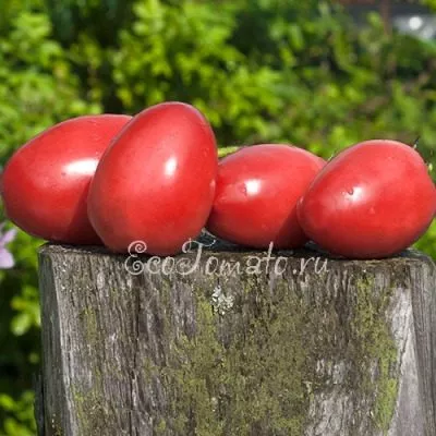 pertsevidnyy-rozovyy-7-159111