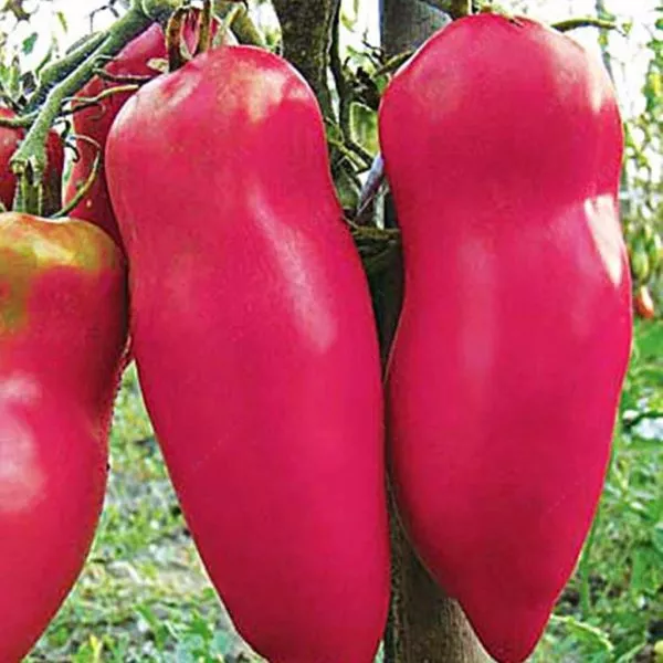 pertsevidnyy-rozovyy-main-159111