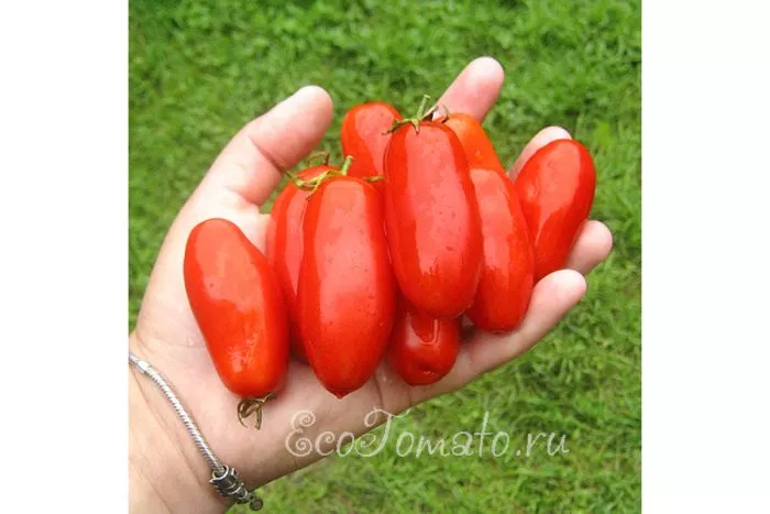 pertsovka-main-150191