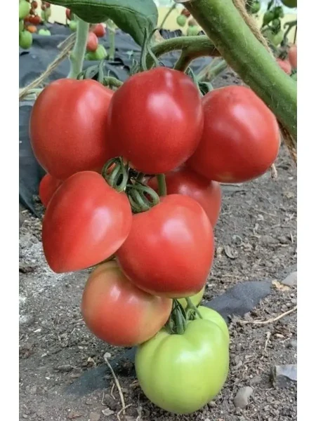 pink-hayp-main-166017