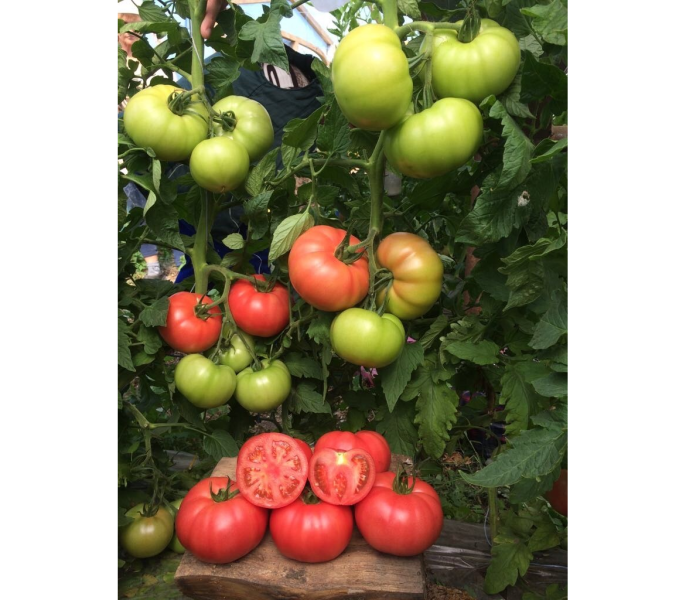 pink-margari-2-162831