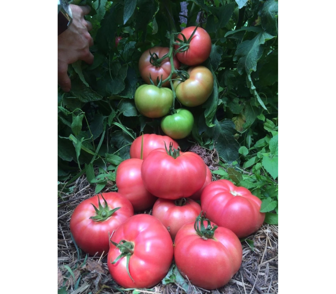 pink-margari-3-162831