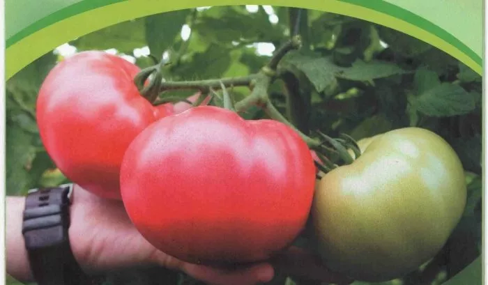 pink-margari-6-162831