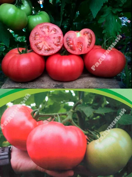 pink-margari-7-162831