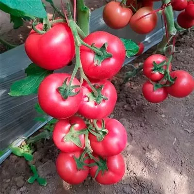 pink-margari-8-162831