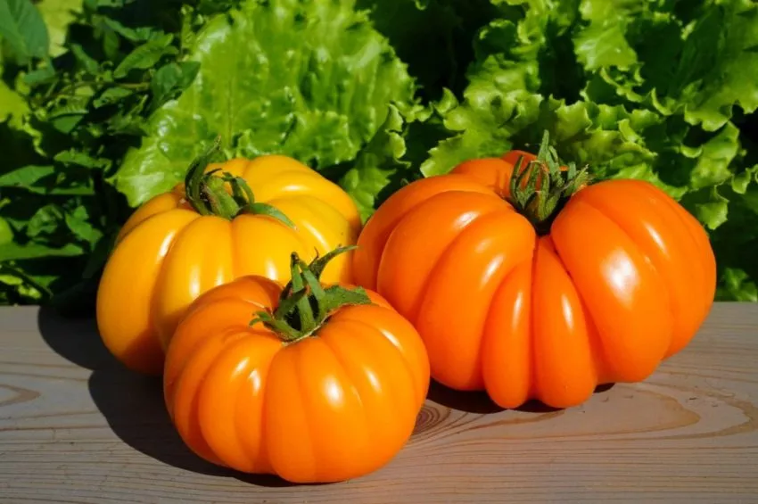 pitanga-zheltaya-3-133677