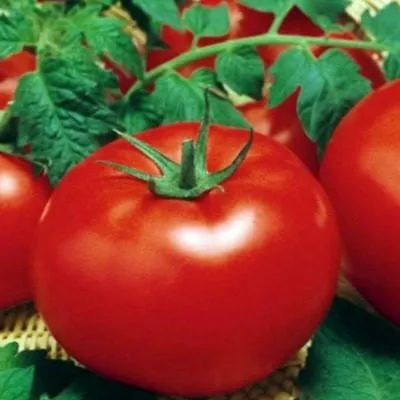 plamya-agro-main-168399