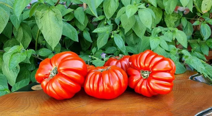 plissirovannyy-serdolik-1-138187