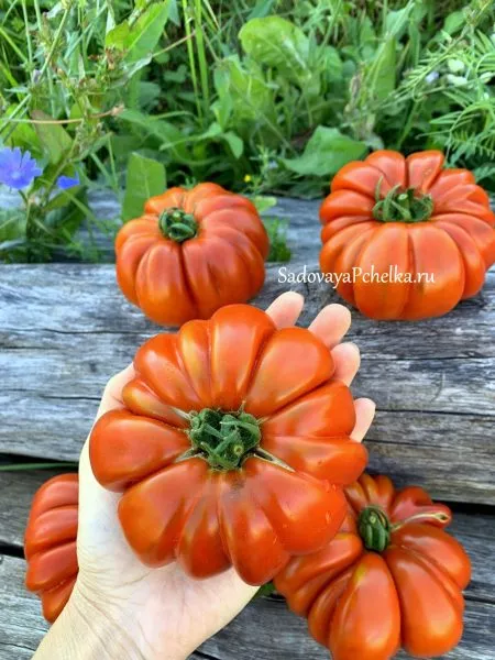 plissirovannyy-serdolik-3-138187