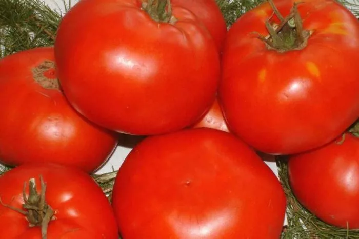 podarok-kubani-1-153906