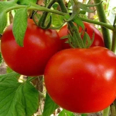 podarok-kubani-3-153906