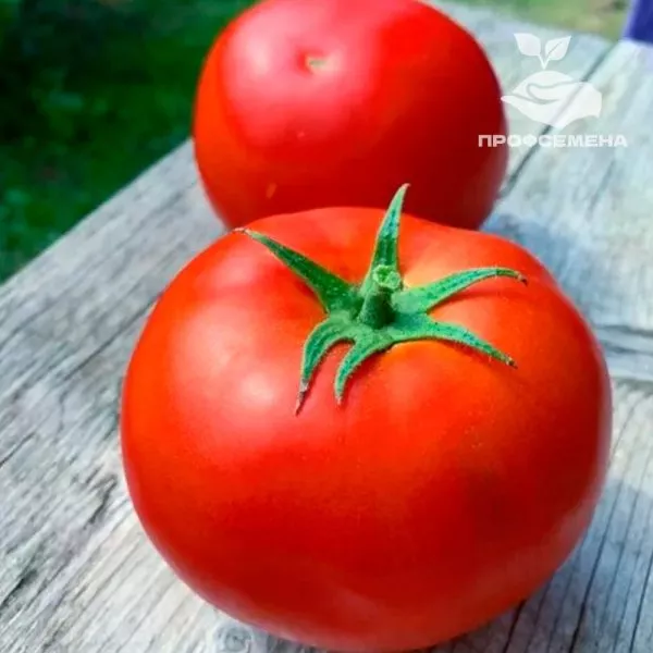 podarok-kubani-main-153906