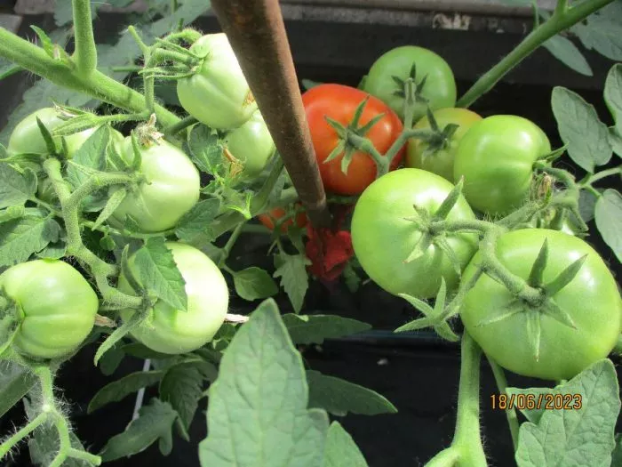 podsineevskiy-ranniy-2-135049