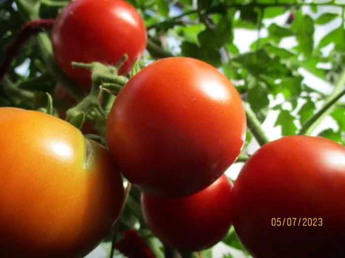 podsineevskiy-ranniy-3-135049