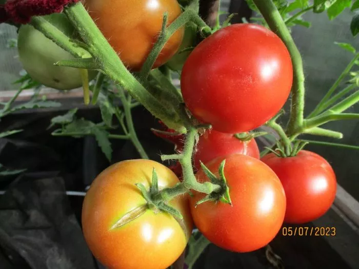 podsineevskiy-ranniy-4-135049