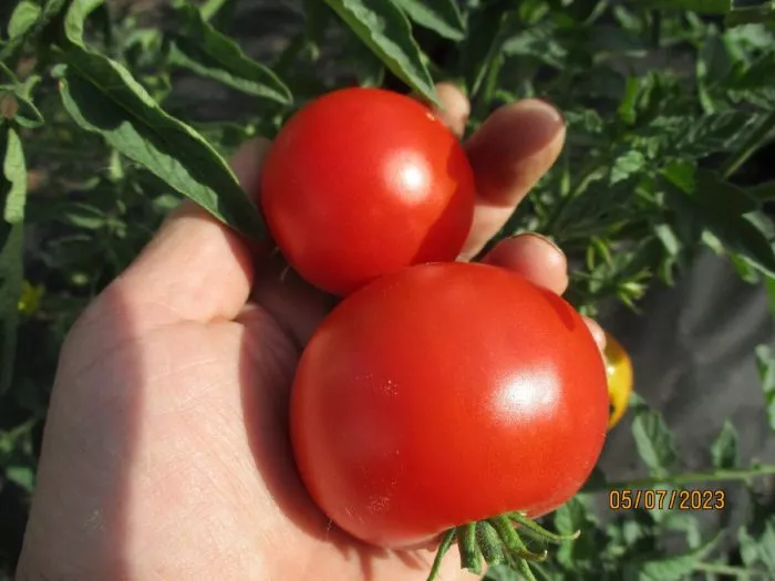 podsineevskiy-ranniy-5-135049