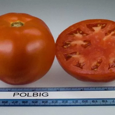 polbig-7-148599