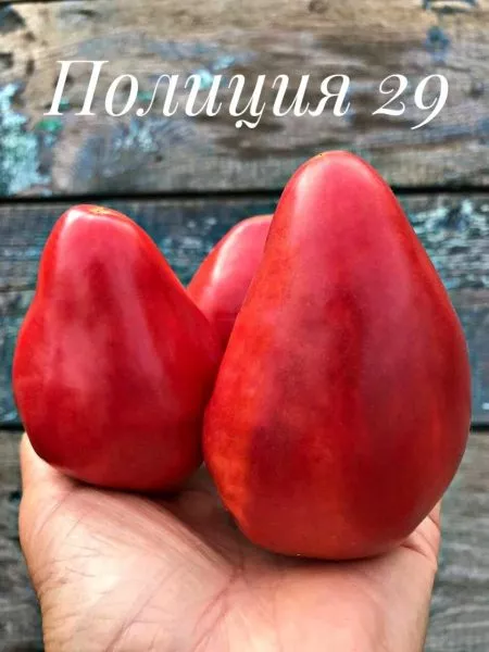 politsiya-40-2-158175