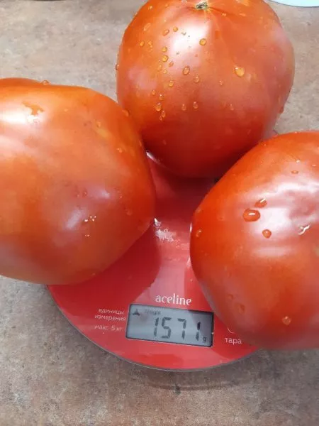 politsiya-40-5-158175