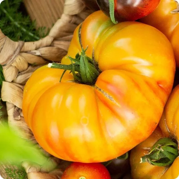 polosatyy-ananas-3-163742