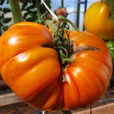 polosatyy-ananas-5-163742