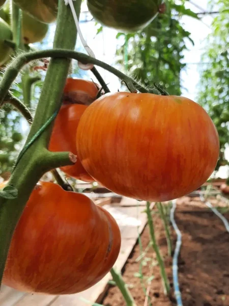 polosatyy-ananas-main-163742