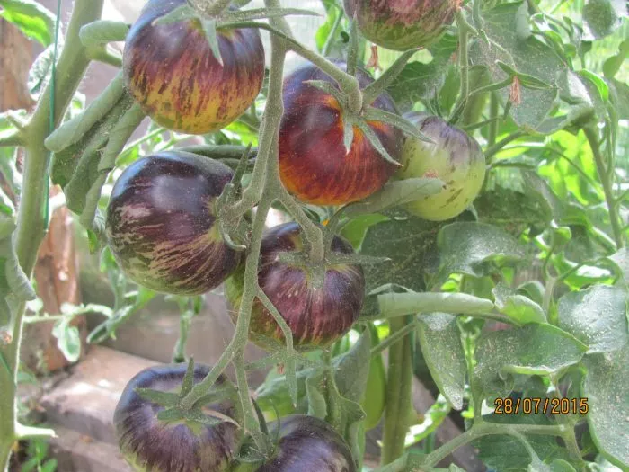 polosy-bylogo-2-148480