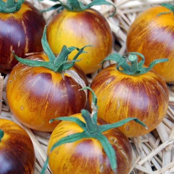 polosy-bylogo-4-148480