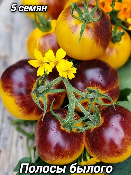 polosy-bylogo-5-148480