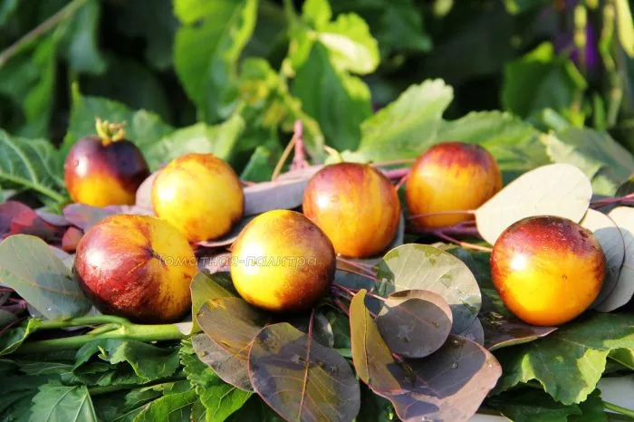 polosy-bylogo-7-148480