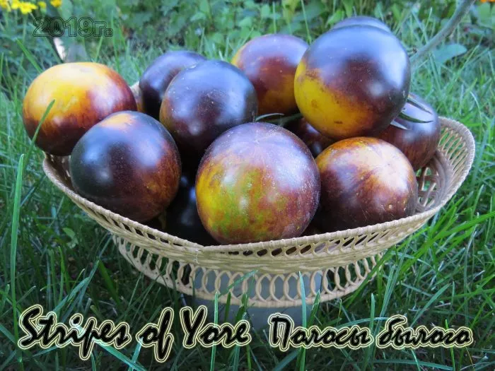 polosy-bylogo-8-148480