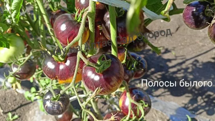 polosy-bylogo-9-148480