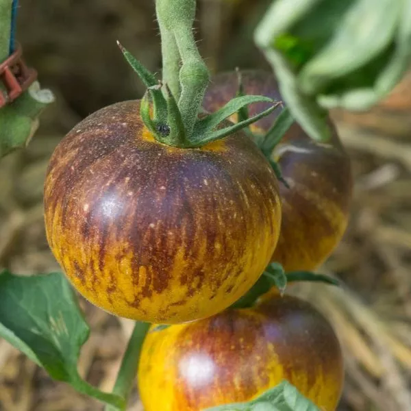 polosy-bylogo-main-148480