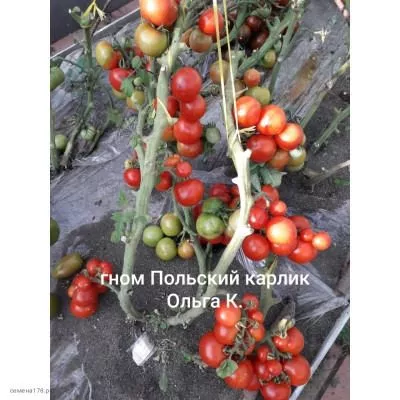 polskiy-karlik-2-150695