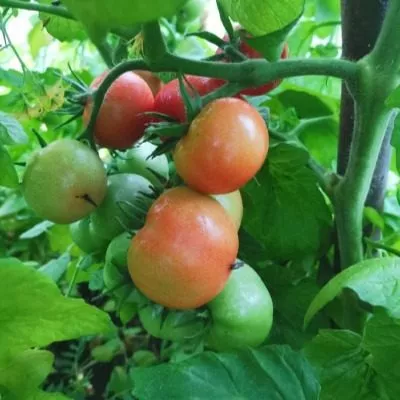 polskiy-karlik-4-150695